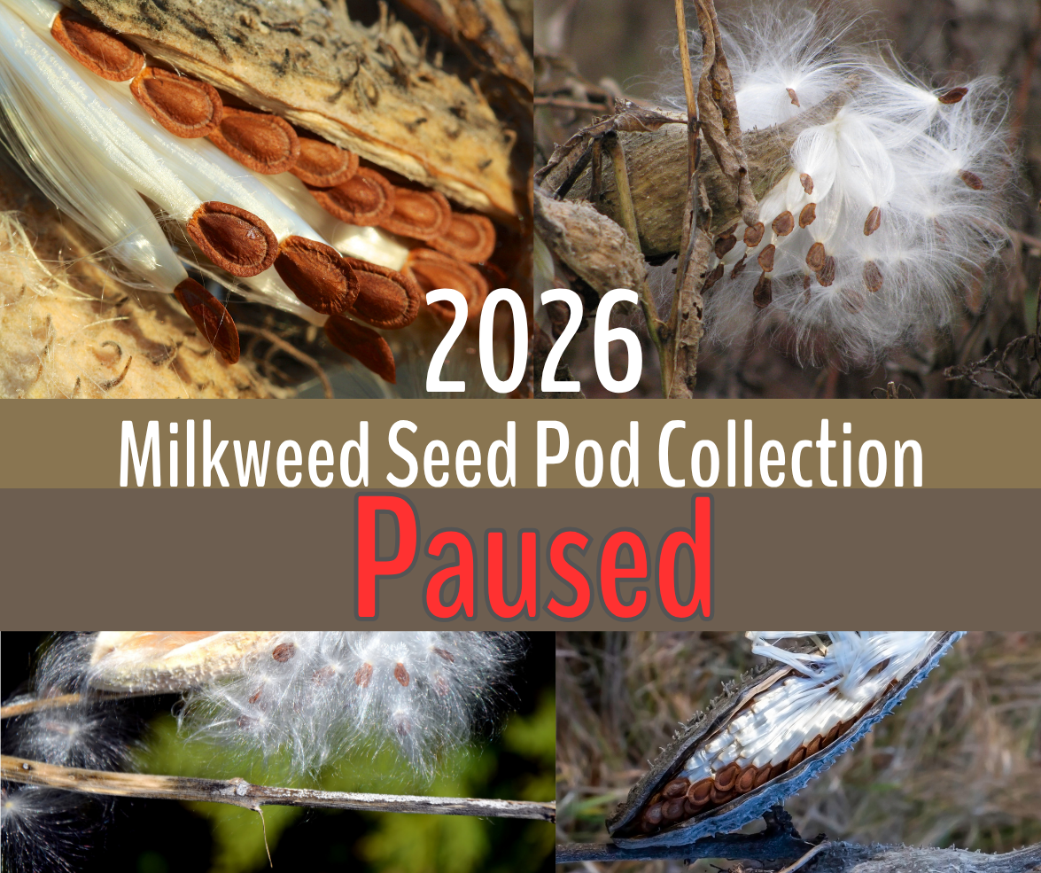 2026 Milkweed Pod Collection Paused